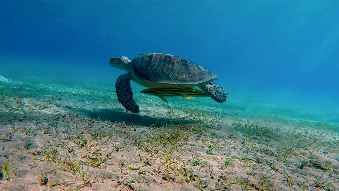 绿海龟在红海游泳乌龟