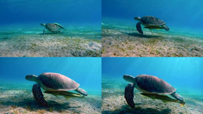 绿海龟在红海游泳乌龟