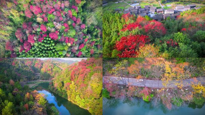 【4K】航拍秋景秋色枫叶山林群山自然生态