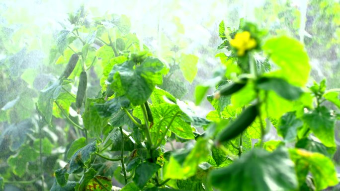 农业温室大棚黄瓜智慧有机蔬菜科学种植灌溉