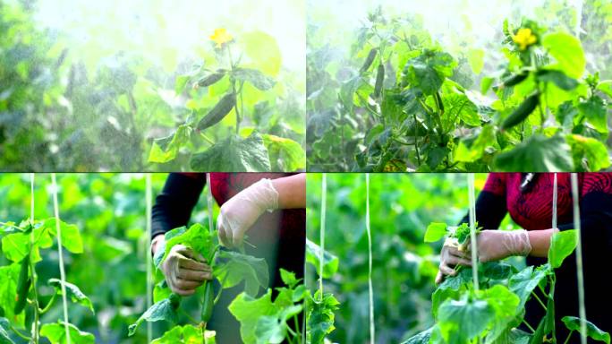农业温室大棚黄瓜智慧有机蔬菜科学种植灌溉
