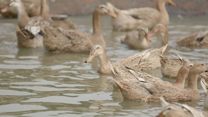 鸭子养殖三穗麻鸭鸭子乡村农业特产动物