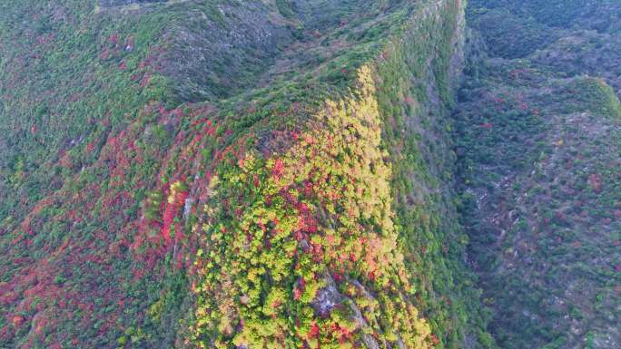 航拍三峡红叶视频