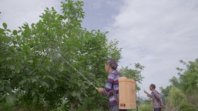 果园喷洒农药防虫害核桃果树