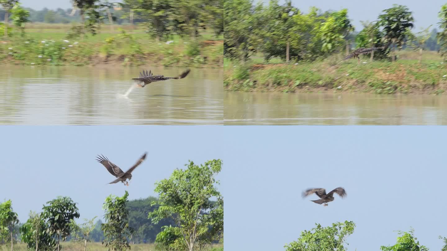 黑耳风筝抓鸡肠湿地湖泊鸟类生态环境保护野