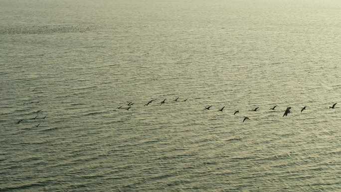 磁县溢泉湖长焦航拍大雁、喜鹊、野鸭