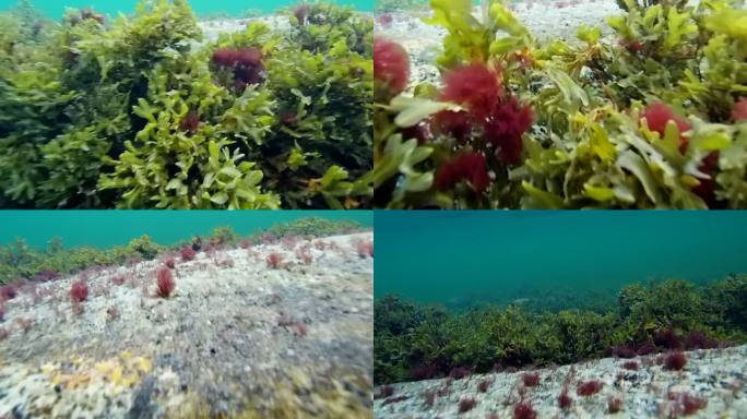 波罗的海水下海藻