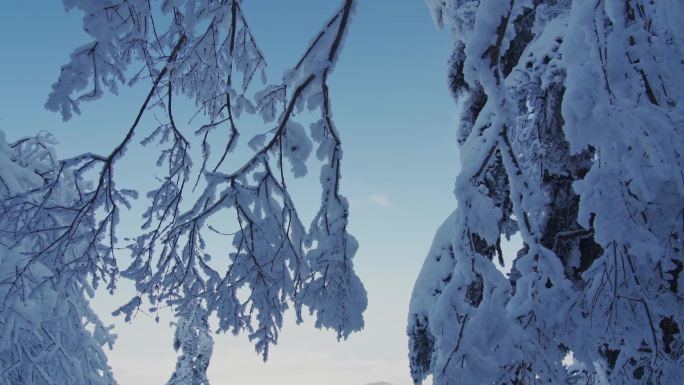 峨眉山上挂着厚雪的树枝