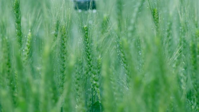 温室大棚现代智慧有机农业科学种植灌溉