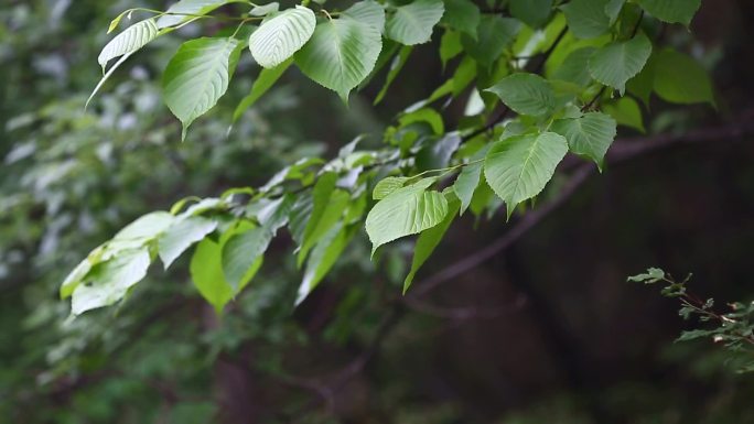 领春木 植株 叶片 枝条
