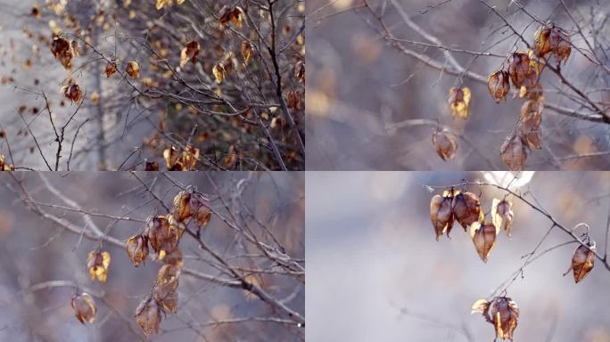秋天萧瑟，枯叶 凄凉秋冬枯树枝，深秋