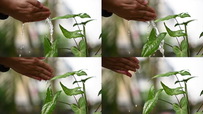 用手给植物浇水。慢慢净化空气的植物浇水视频。为我们喜爱的植物浇水。空气净化器