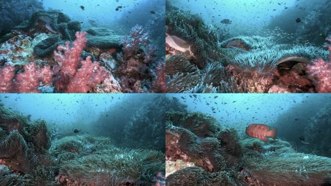 海底环境中的珊瑚石斑鱼
