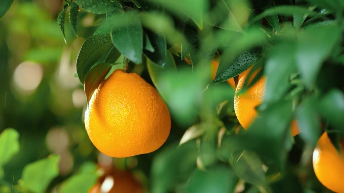 柑橘 橘子 农业 种植 丰收