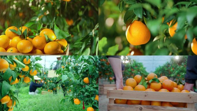 柑橘 橘子 农业 种植 丰收