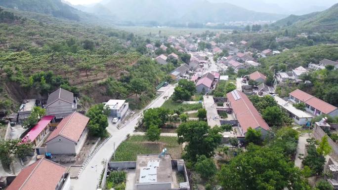 山区村庄 山上的板栗树正在开花