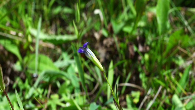 湿生萹蓄 植株 花朵 紫色花