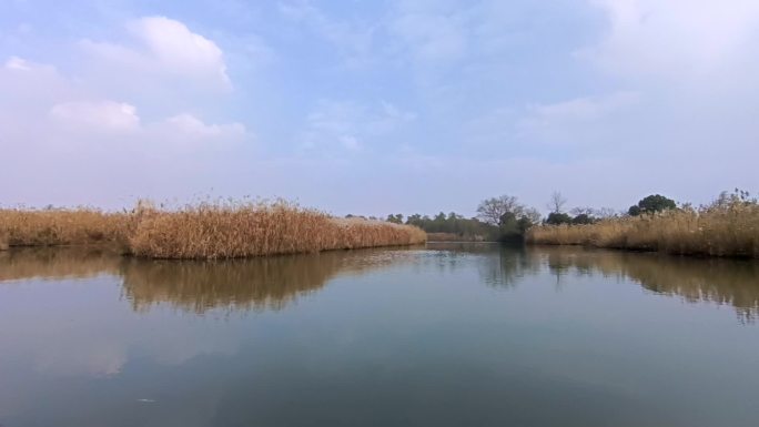 湿地芦苇秋日游船