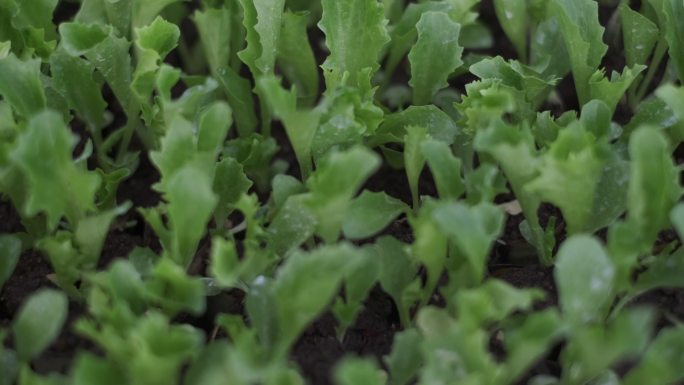 从芽中种植生菜种植农业乡村振兴丰收绿色有