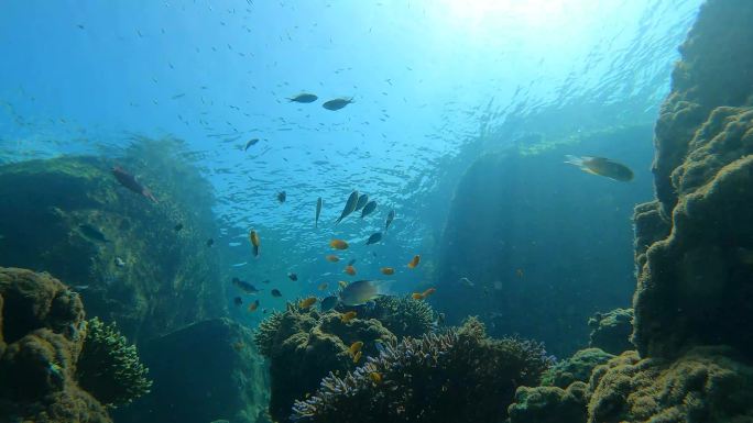 ี热带清澈海水中壮观的珊瑚园的水下海景，有成群的小鱼