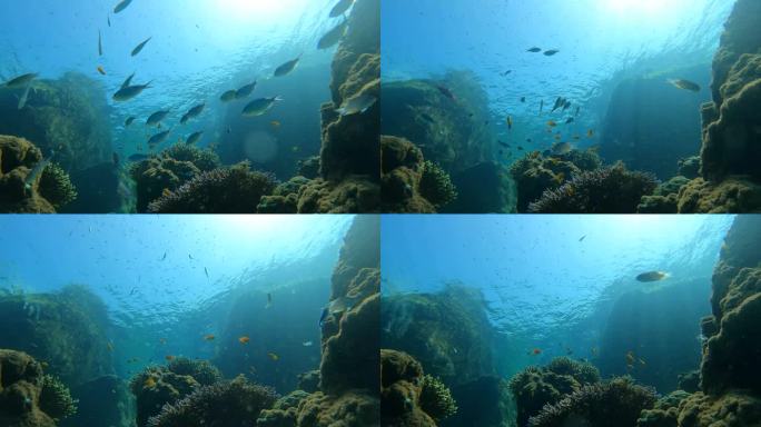 ี热带清澈海水中壮观的珊瑚园的水下海景，有成群的小鱼