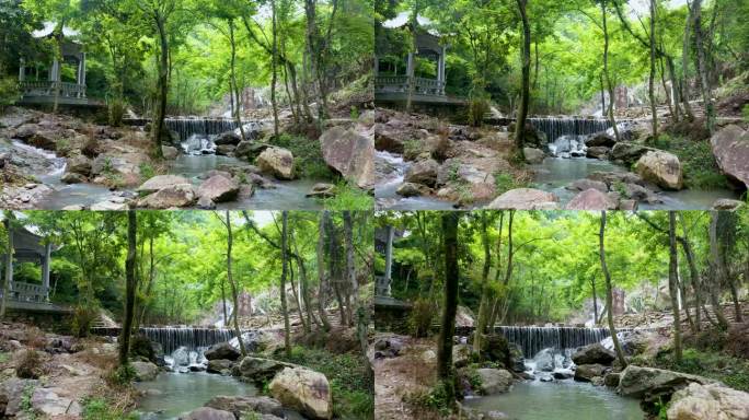 美丽沙门 桐林溪境实拍视频 树林小溪凉亭