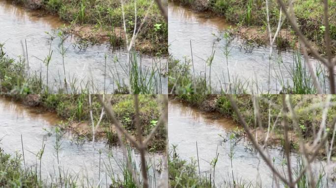 小溪 溪流 小河流水 河边草 自然