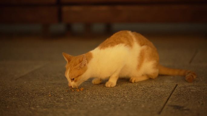 城市动物流浪猫