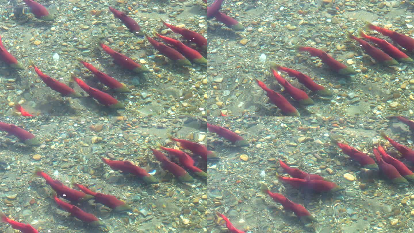 阿拉斯加布鲁克斯河的短袜鲑鱼排成队等待产卵