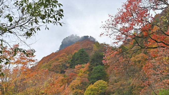 秋季彩林红叶随风飘动移动转场