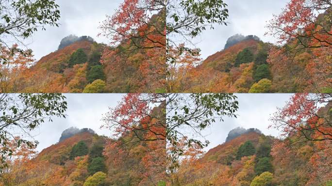 秋季彩林红叶随风飘动移动转场