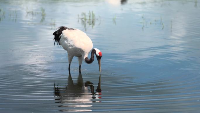 扎龙国家自然保护区湿地丹顶鹤