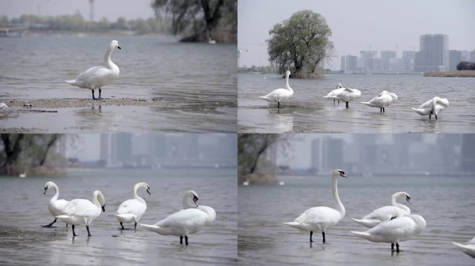 春 郑州北龙湖里的白天鹅
