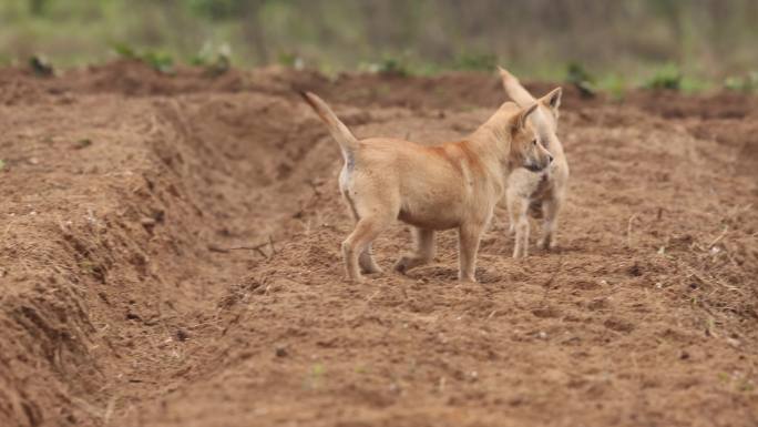 中华田园犬、野狗