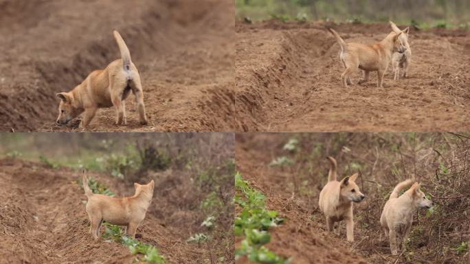 中华田园犬、野狗