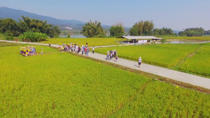 水稻生产研究基地 小学生夏令营活动