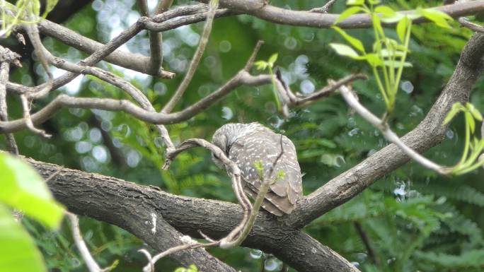 栖息在树梢的斑点猫头鹰