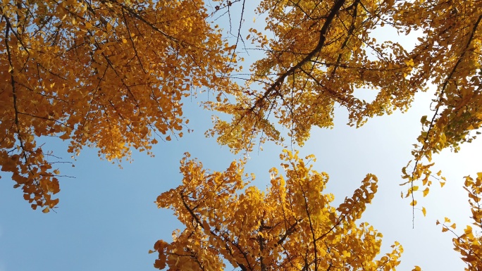 秋天银杏树叶黄叶落叶自然风光