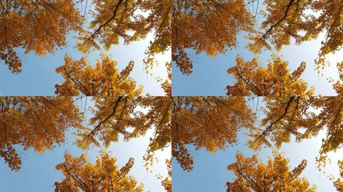 秋天银杏树叶黄叶落叶自然风光