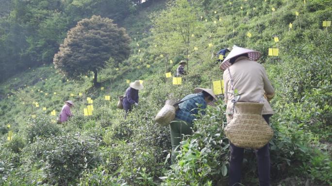 大岭山采茶姑娘茶农农业种植