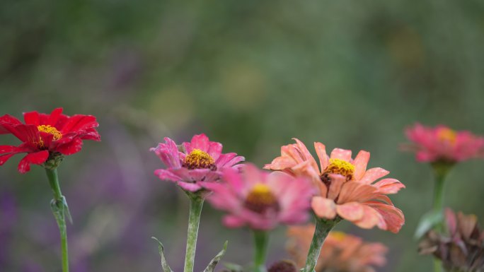 几种颜色的百日菊