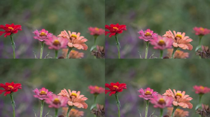 几种颜色的百日菊