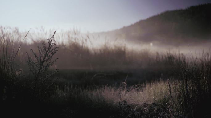 乡村 山野 雾 湿地