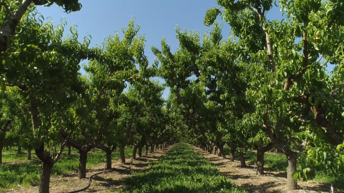 科罗拉多州帕利塞德，阳光明媚的一天，一架无人机在果园里拍摄成排成熟的桃树