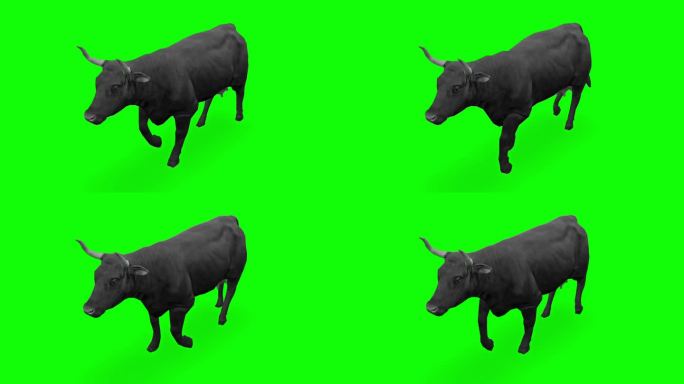 绿色屏幕上的奶牛。动物、野生动物、游戏、返校、3d动画、短视频、电影、卡通、有机、色度键、人物动画、