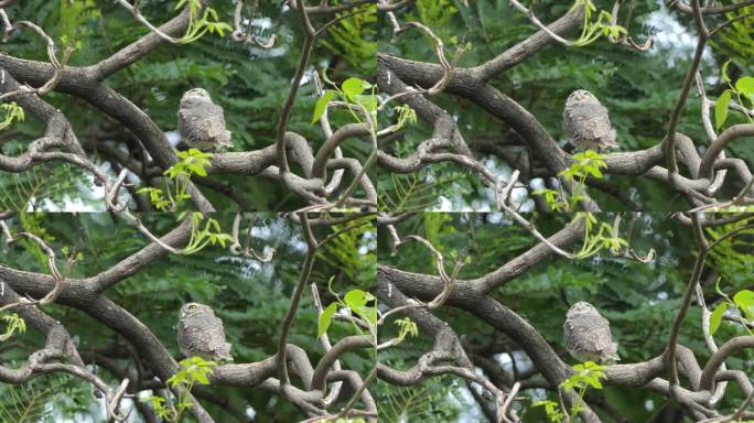 栖息在树梢的斑点猫头鹰