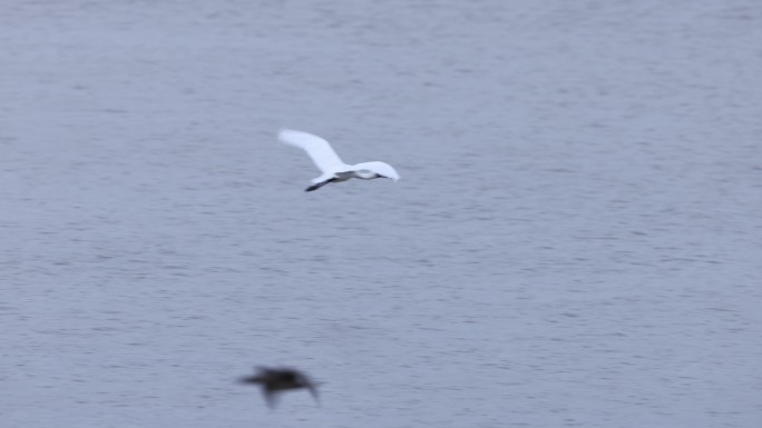 深圳湾红树林的黑脸琵鹭