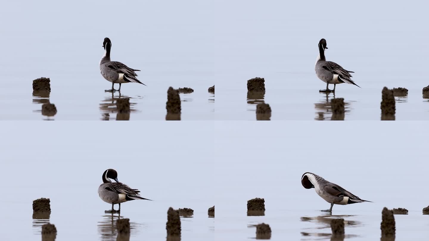 深圳湾的针尾鸭、鸭子