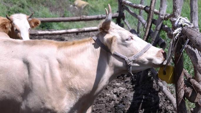 黄土坡下的牛圈和里边养殖的牛