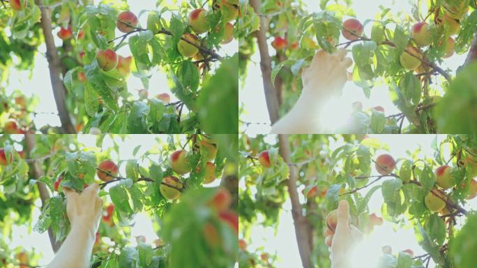 用手在阳光充足的树上寻找新鲜成熟的桃子，慢动作